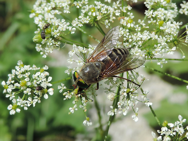 ovad / ovád ♀ Philipomyia aprica Meigen, 1820