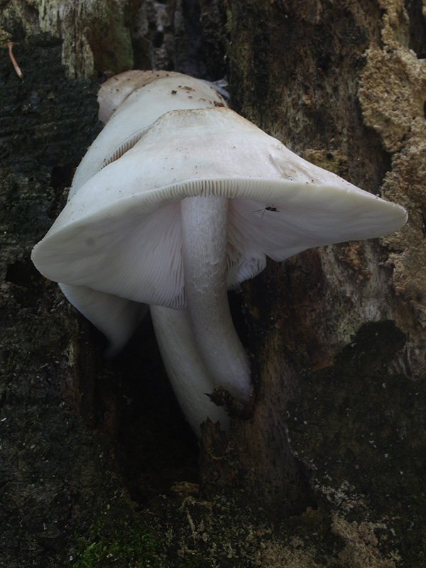 štítovka šupinatá Pluteus petasatus (Fr.) Gillet