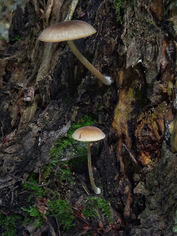 štítovka ? Pluteus sp.