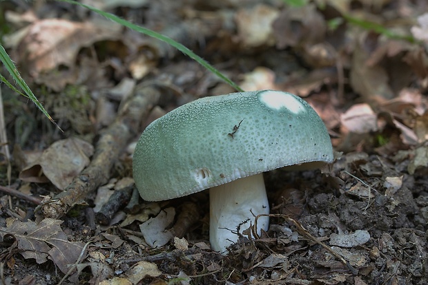 plávka zelenkastá Russula virescens (Schaeff.) Fr.