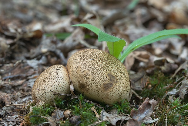 pestrec obyčajný Scleroderma citrinum Pers.