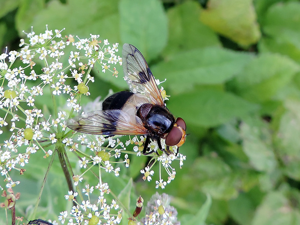 pestrica priesvitná / pestřenka prosvítavá Volucella pellucens Linnaeus, 1758