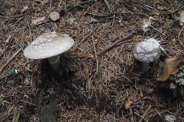 muchotrávka hrubá Amanita excelsa (Fr.) Bertill.