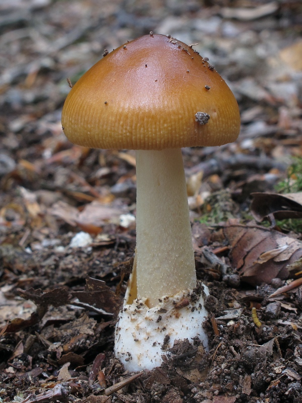 muchotrávka plavohnedá Amanita fulva Fr.