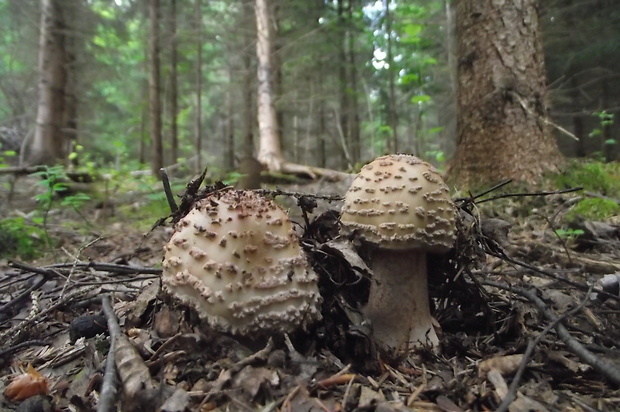 muchotrávka červenkastá Amanita rubescens Pers.