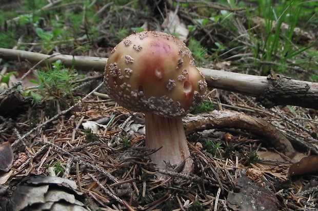 muchotrávka červenkastá Amanita rubescens Pers.