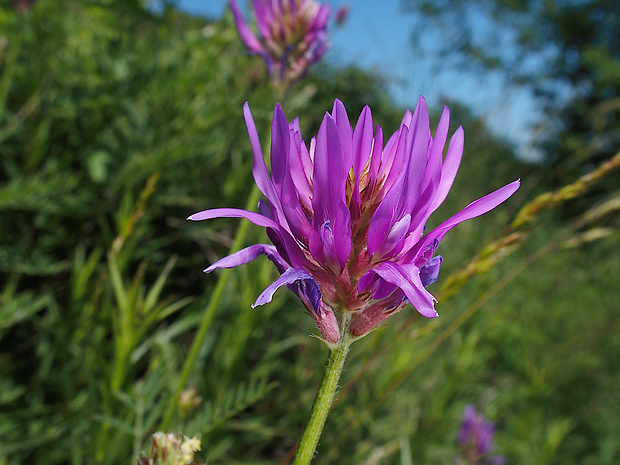 kozinec vičencovitý Astragalus onobrychis L.