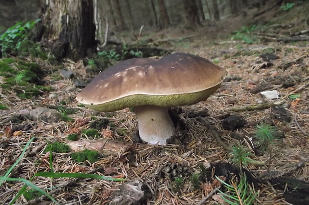 hríb smrekový Boletus edulis Bull.