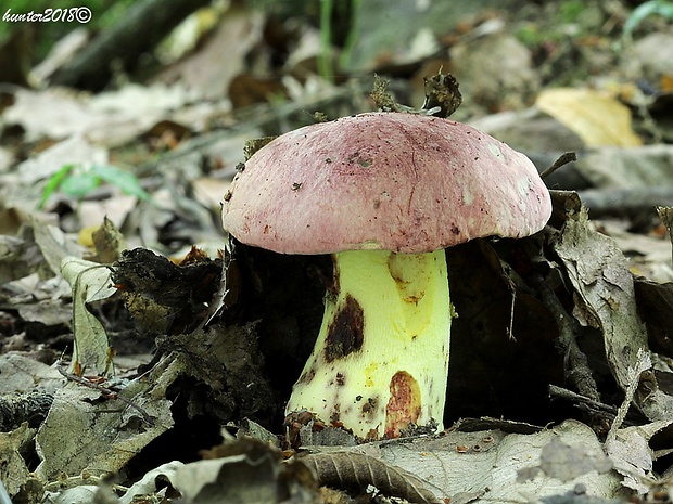 hríb kráľovský Butyriboletus regius (Krombh.) D. Arora & J.L. Frank