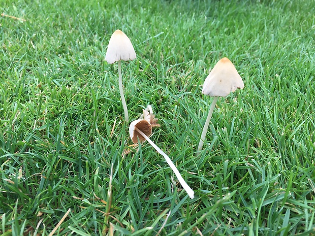 kapucňovec mliečny Conocybe apala (Fr.) Arnolds