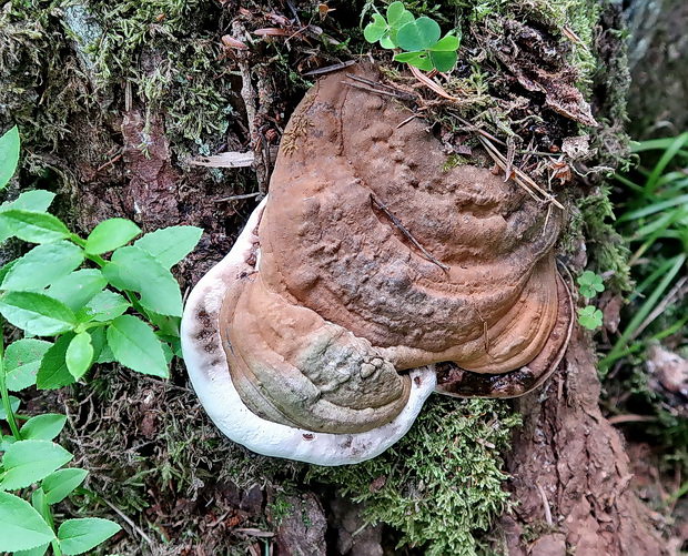 lesklokôrovka plochá Ganoderma applanatum (Pers.) Pat.