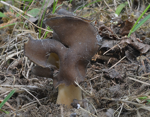 chriapač pieskomilný Helvella leucopus Pers.