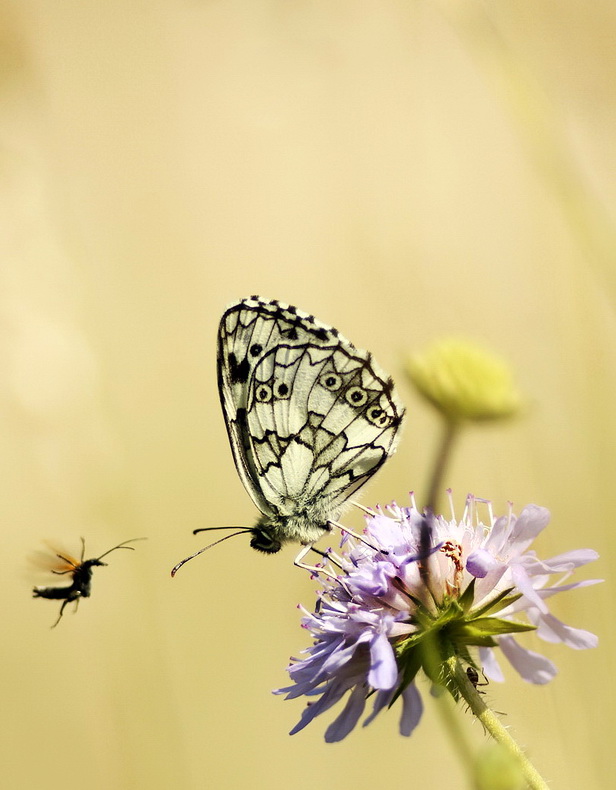 očkáň timotejkový Melanargia galathea