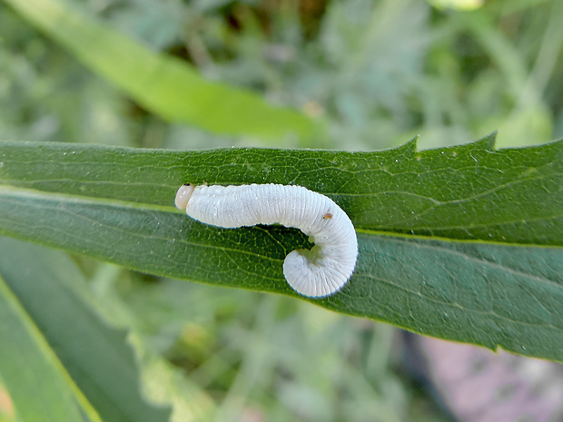 piliarka / pilatka  Monostegia abdominalis Fabricius, 1798