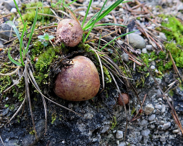 koreňovec červený Rhizopogon roseolus (Corda) Th. Fr.