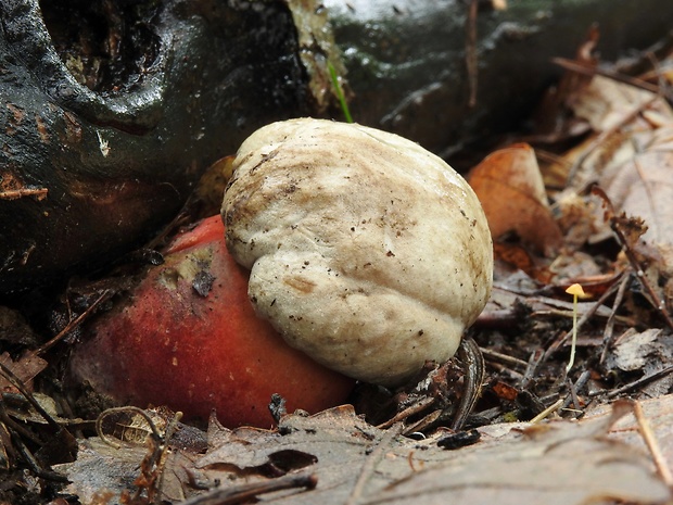 hríb Le Galovej Rubroboletus legaliae (Pilát & Dermek) Della Maggiora & Trassin.