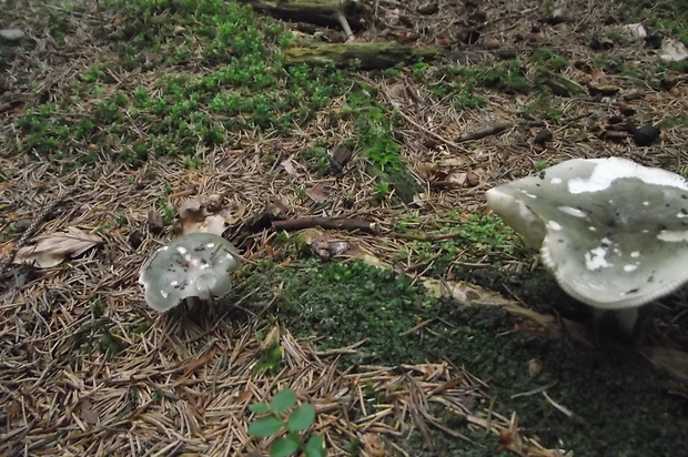 plávka modrastá Russula cyanoxantha (Schaeff.) Fr.