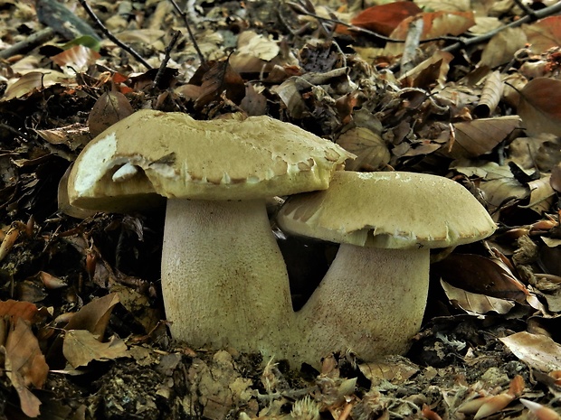 hríb dubový Boletus reticulatus Schaeff.