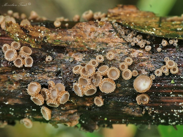 brunnipila Brunnipila sp.