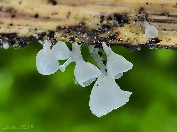 škľabôčka žihľavová Calyptella capula (Holmsk.) Quél.