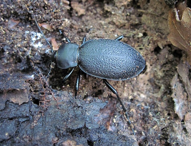 bystruška kožovitá Carabus coriaceus Linnaeus, 1758