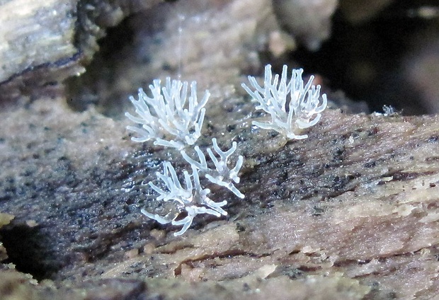 rohačka kríčkovitá Ceratiomyxa fruticulosa var. fruticulosa (O.F. Müll.) T. Macbr