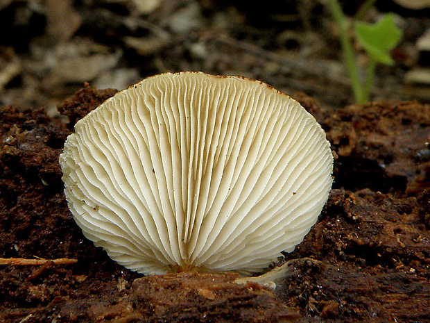 pahliva šafranová Crepidotus crocophyllus (Berk.) Sacc.