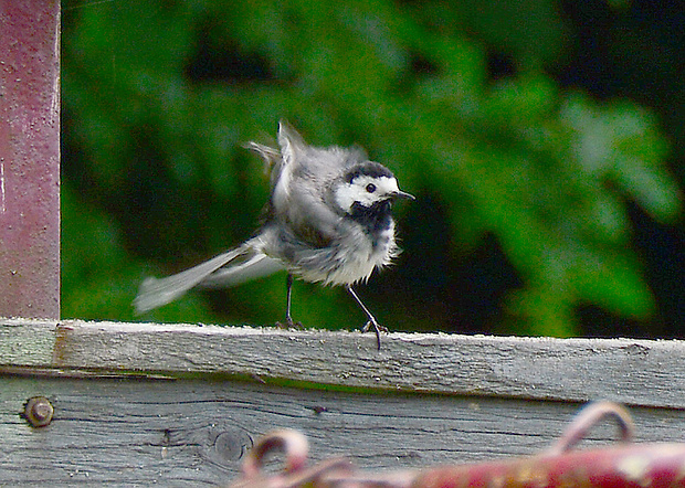 trasochvost biely Motacilla alba