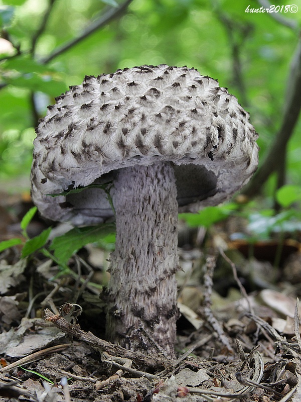 šiškovec šupinatý Strobilomyces strobilaceus (Scop.) Berk.