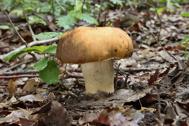 hríb bronzový Boletus aereus Bull. ex Fr.