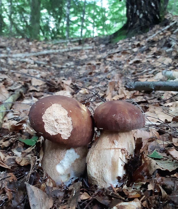 hríb dubový Boletus reticulatus Schaeff.