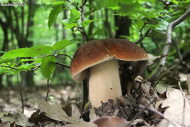 hríb dubový Boletus reticulatus Schaeff.