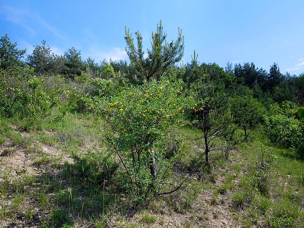 mechúrnik stromovitý - biotop Colutea arborescens L.