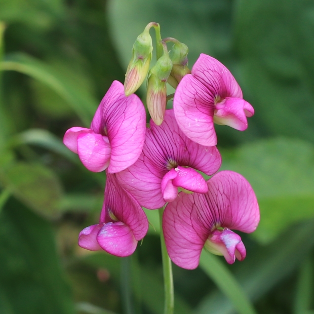 hrachor širokolistý Lathyrus latifolius L.