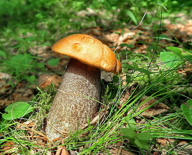 kozák žltooranžový Leccinum versipelle (Fr. & Hök) Snell