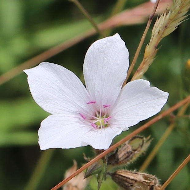 ľan tenkolistý Linum tenuifolium L.