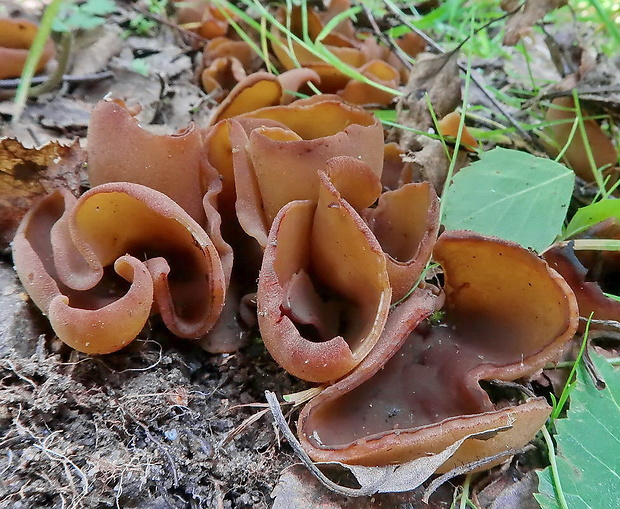 uško Otidea sp.