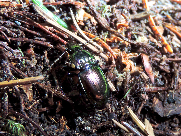 utekáčik kovový / střevlíček Pterostichus burmeisteri Heer, 1838