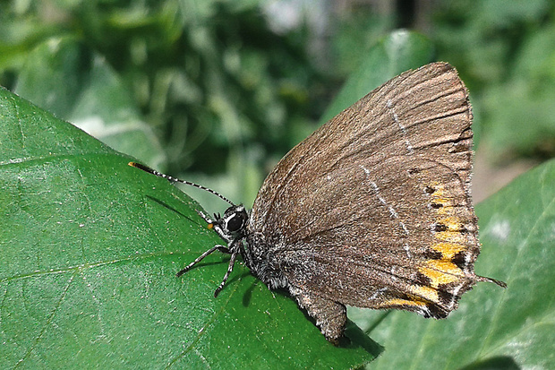 ostrôžkár slivkový Satyrium pruni