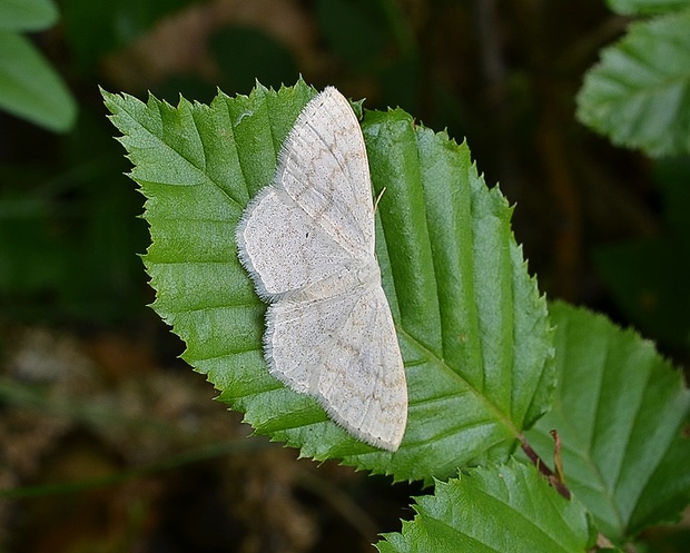 piadica marinková Scopula floslactata