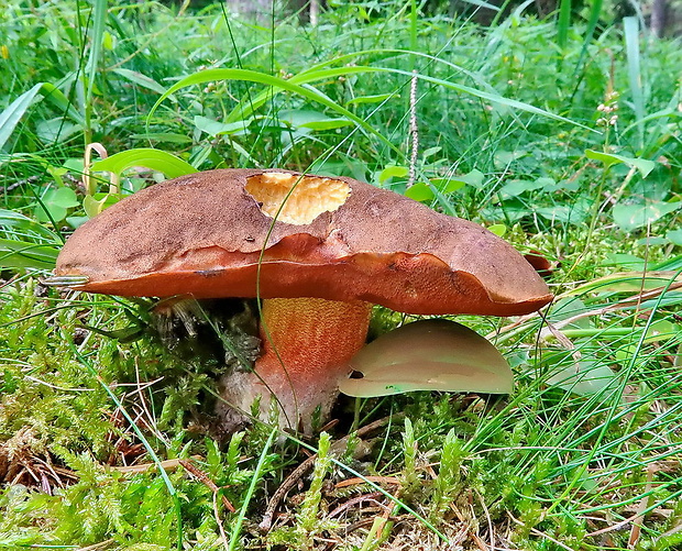 hríb zrnitohlúbikový Sutorius luridiformis (Rostk.) G. Wu & Zhu L. Yang