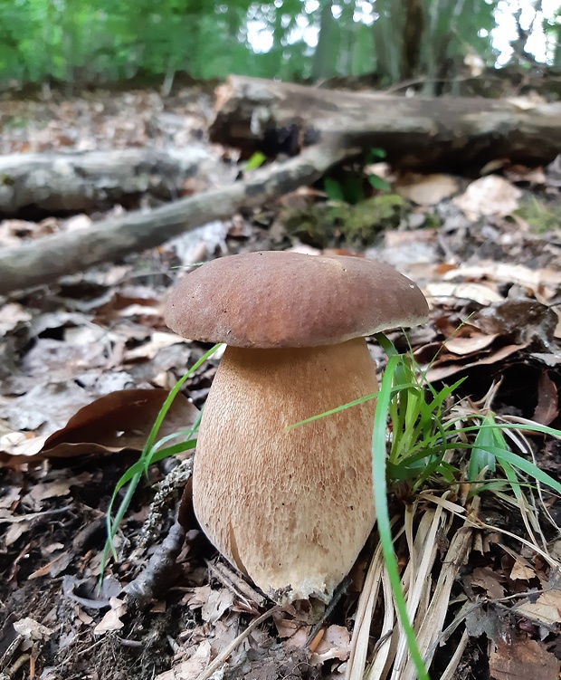 hríb dubový Boletus reticulatus Schaeff.