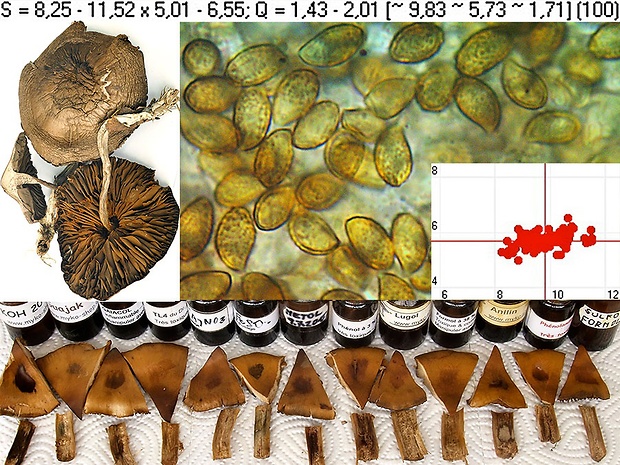 pavučinovec ojedinelý Cortinarius solivagus Reumaux