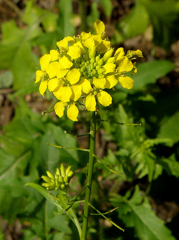 horčičník Erysimum sp.