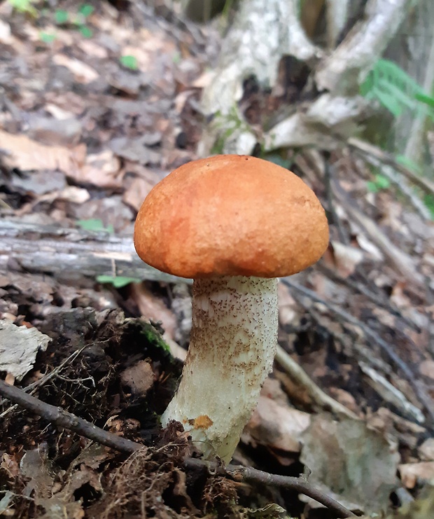 kozák osikový Leccinum albostipitatum den Bakker & Noordel.