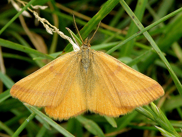 piadivka purpurová - samček Lythria purpuraria