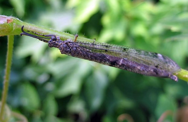 mravcolev čiernobruchý Myrmeleon formicarius L.