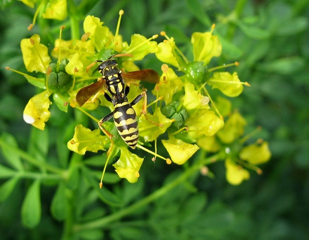 osa dravá Polistes gallicus L., 1767