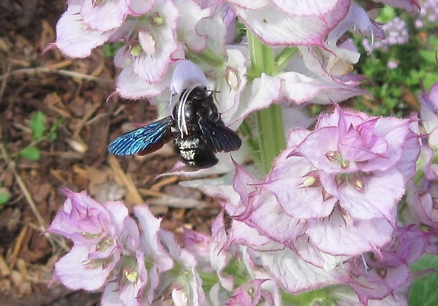 drevár fialový Xylocopa violacea L., 1758