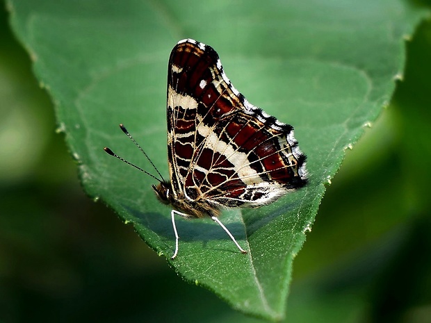 babôčka sieťkovaná (sk) / babočka síťkovaná (cz) Araschnia levana Linnaeus, 1758